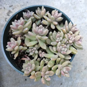 Graptoveria 'Mirinae' Live Succulent Plant - Easy Care Indoor Houseplant - Image 5