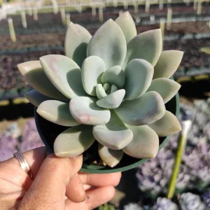 Graptoveria 'Opalina' Succulent Live Plant - Drought Tolerant - Image 3