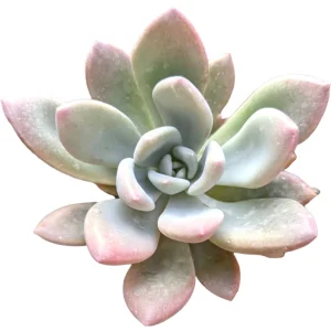 Graptoveria 'Opalina' Succulent Live Plant - Drought Tolerant - Image 4