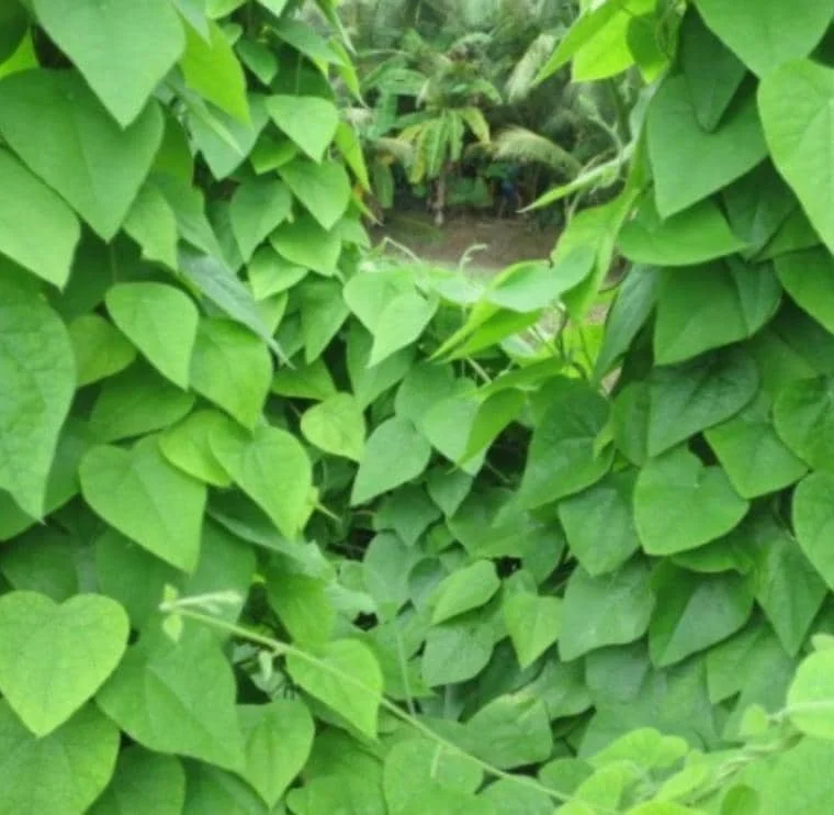 Grass Jelly Vine Live Plant - Mesona chinensis - Edible Herb, 5-9" Tall - Image 2