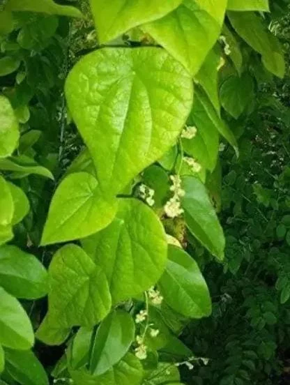 Grass Jelly Vine Live Plant - Mesona chinensis - Edible Herb, 5-9" Tall - Image 3