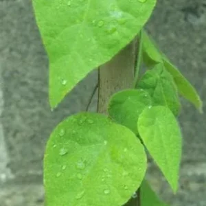 Grass Jelly Vine Live Plant - Mesona chinensis - Edible Herb, 5-9