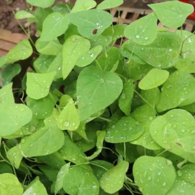 Grass Jelly Vine Live Plant - Mesona chinensis - Edible Herb, 5-9" Tall - Image 5