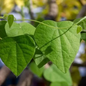 Grass Jelly Vine Live Plant - Mesona chinensis - Edible Herb, 5-9