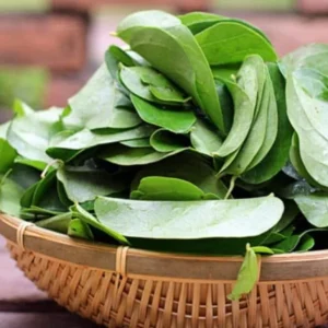 Grass Jelly Vine Live Plant - Mesona chinensis - Edible Herb, 5-9