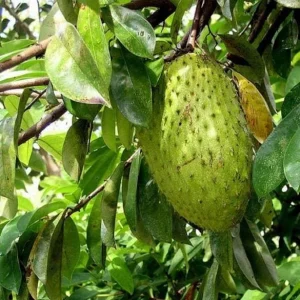 Graviola Soursop Live Plant - Annona muricata - 12-16