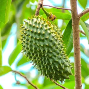 Graviola Soursop Live Plant - Annona muricata - 12-16