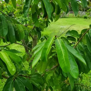 Graviola Soursop Live Plant - Annona muricata - 12-16