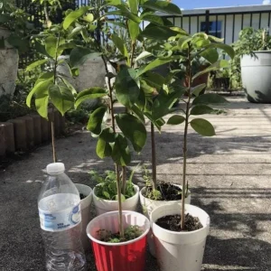 Graviola Soursop Live Plant - Annona muricata - 12-16