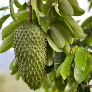Graviola Soursop Live Plant - Annona muricata - 5-9 inches Tall - Tropical Fruit Tree - Image 2