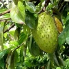 Graviola Soursop Live Plant - Annona muricata - 5-9 inches Tall - Tropical Fruit Tree - Image 1