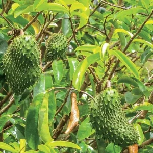 Graviola Soursop Live Plant - Annona muricata - 5-9 inches Tall - Tropical Fruit Tree - Image 5