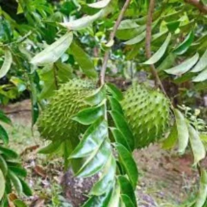 Graviola Soursop Live Plant - Annona muricata - 5-9 inches Tall - Tropical Fruit Tree - Image 6