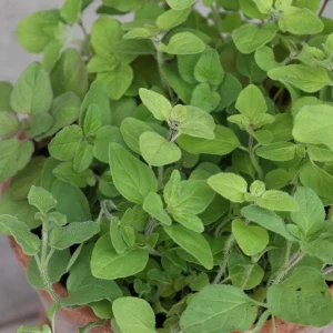 Greek Oregano Live Plant – 3 Pack, 5-8