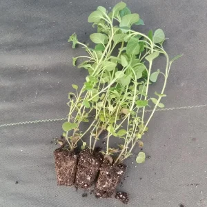 Greek Oregano Live Plant – 3 Pack, 5-8