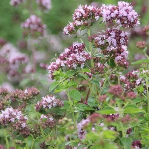 Greek Oregano Live Plant – 3 Pack, 5-8