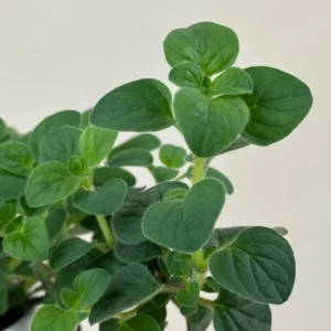Greek Oregano Live Plant – 3 Pack, 5-8