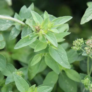 Greek Oregano Live Plant – 3 Pack, 5-8