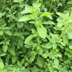 Greek Oregano Live Plant - 4