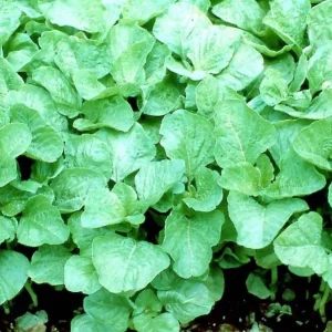 Green Amaranth Seeds - Heirloom, Non-GMO, Edible Leaves, 30-40 Days - Image 2