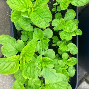 Green Amaranth Seeds - Heirloom, Non-GMO, Edible Leaves, 30-40 Days - Image 1