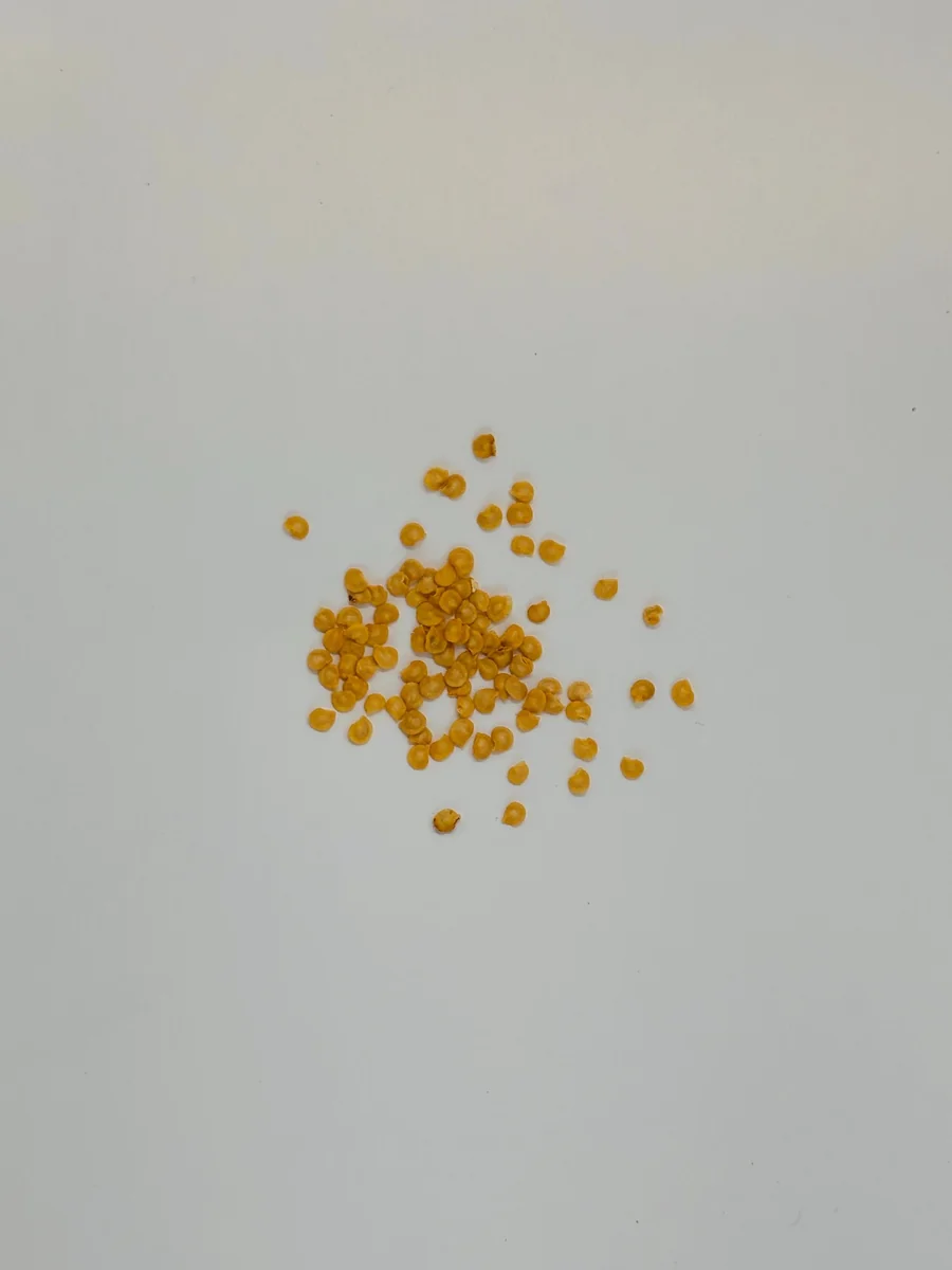 Green Bell Pepper Seeds – Yolo Wonder – 30 Seeds – Vegetable Seeds - Image 2