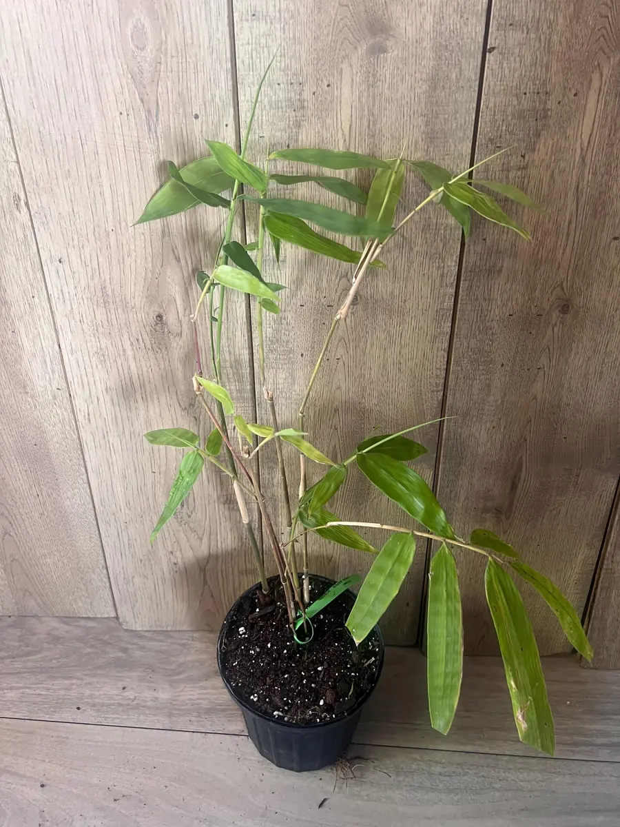 Green Clumping Bamboo Live Plant – Half Gallon Pot – Tropical Decor - Image 4