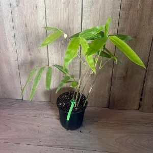 Green Clumping Bamboo Live Plant – Half Gallon Pot – Tropical Decor - Image 5