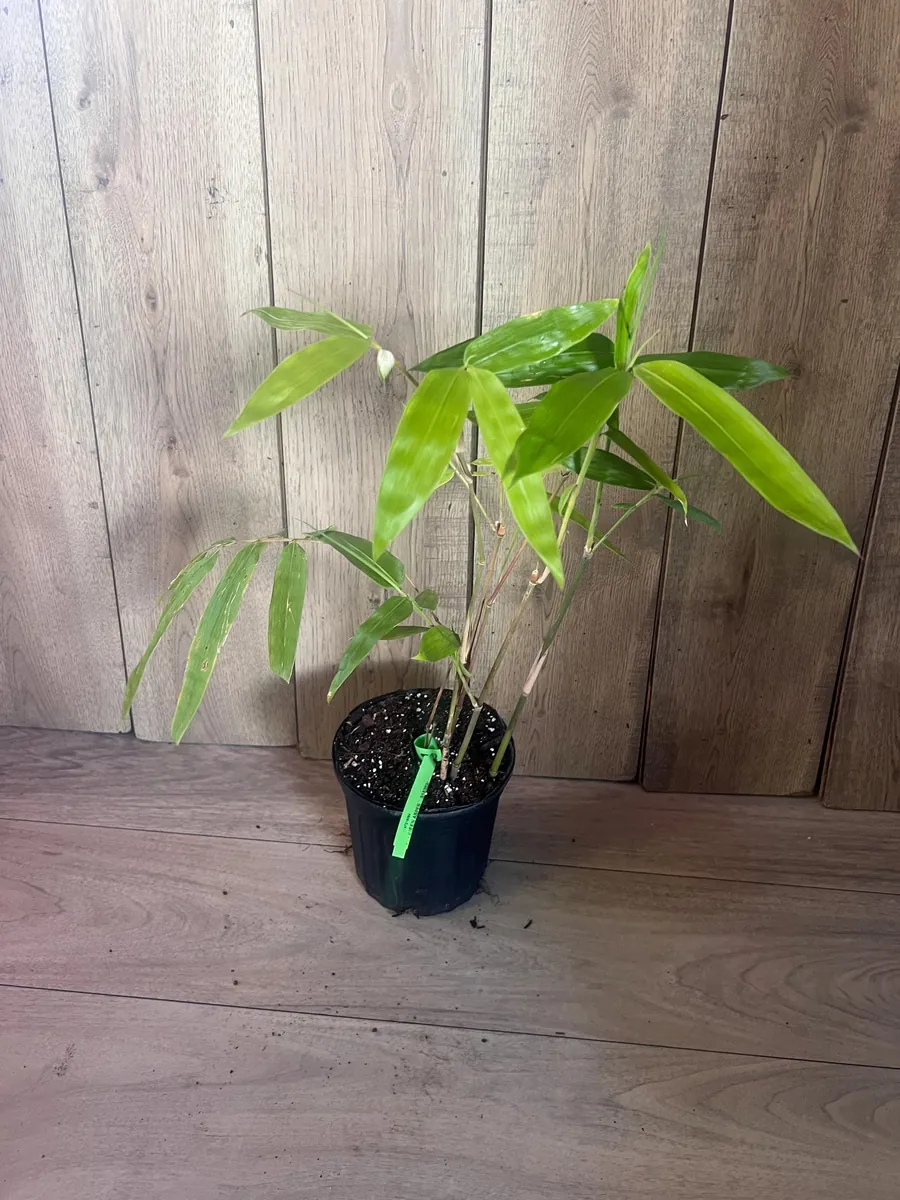 Green Clumping Bamboo Live Plant – Half Gallon Pot – Tropical Decor - Image 5