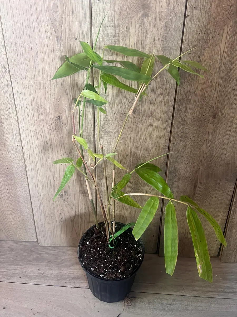 Green Clumping Bamboo Live Plant – Half Gallon Pot – Tropical Decor - Image 6