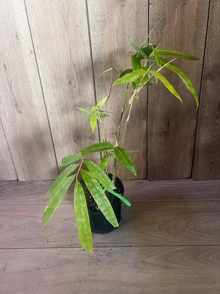 Green Clumping Bamboo Live Plant – Half Gallon Pot – Tropical Decor - Image 7