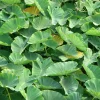 Green Elephant Ear Live Plants – 3 Count – 4 inch Pots – Outdoor Tropical Foliage - Image 1