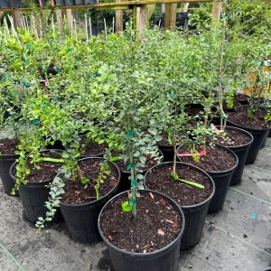 Green Finger Lime Live Plant – Grafted – 3 Gallon Pot – 2 ft Tall Tree - Image 2