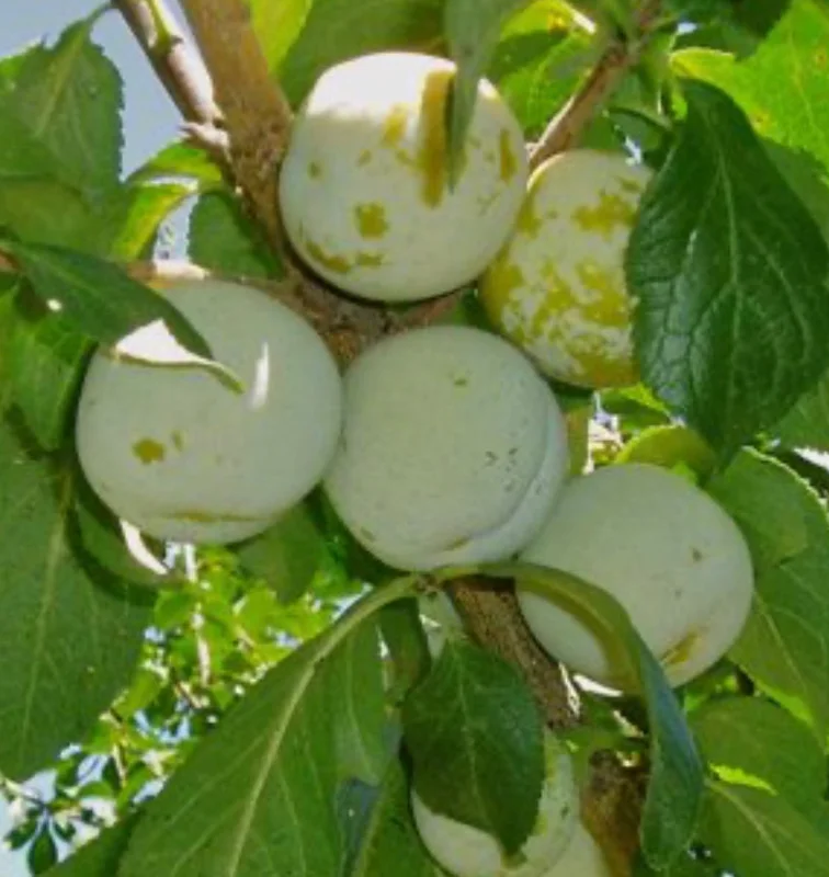 Green Gage Plum Tree - Live Plant - 2 Feet Tall - 3 Gallon Pot - Outdoor Fruit Tree - Image 1