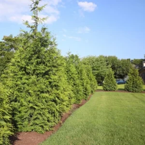Green Giant Arborvitae Live Plant – 18-24