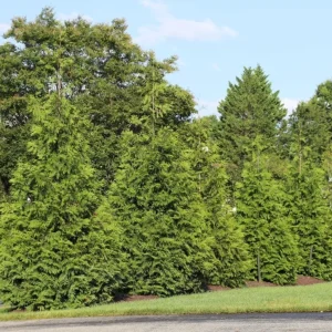 Green Giant Arborvitae Live Plant – 18-24