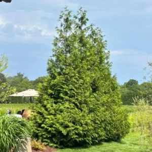 Green Giant Arborvitae Live Plant – 18-24" Tall – 1 Gallon Pot – Fast Growing Evergreen Tree - Image 1