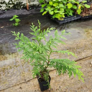 Green Giant Arborvitae Live Plant - 4 inch Container, 12 inches Tall, Outdoor Tree - Image 3