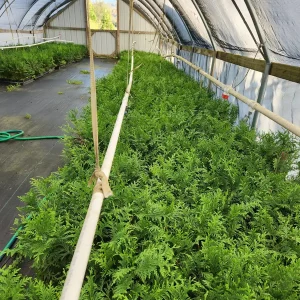 Green Giant Arborvitae Live Plant - 4 inch Container, 12 inches Tall, Outdoor Tree - Image 4