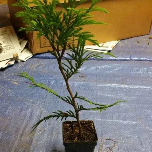 Green Giant Arborvitae Live Plant - 50 Count, 3-inch Pots, 6-inch Height - Image 4