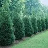 Green Giant Arborvitae Thuja Plicata Live Plant - 20-30 inches Tall - Trade Gallon - Image 1