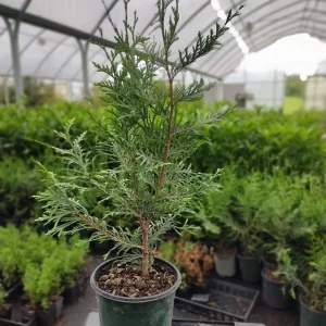 Green Giant Arborvitae Thuja Plicata Live Plant - 20-30 inches Tall - Trade Gallon - Image 2
