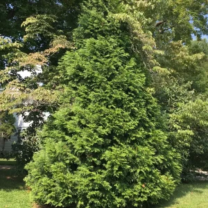 Green Giant Arborvitae Thuja Plicata Live Plant - 20-30 inches Tall - Trade Gallon - Image 4