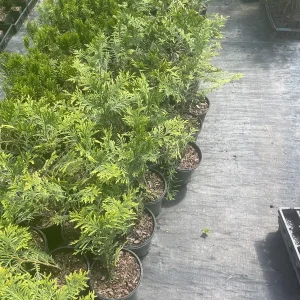 Green Giant Arborvitae Thuja Plicata Live Plant - 20-30 inches Tall - Trade Gallon - Image 5