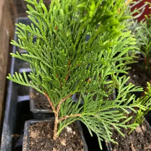 Green Giant Arborvitae Thuja Plicata Live Plant – 2.5 inch Pot, 4-12 inches Tall – Outdoor Privacy Tree - Image 2