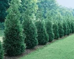 Green Giant Arborvitae Thuja Plicata Live Plant – 2.5 inch Pot, 4-12 inches Tall – Outdoor Privacy Tree - Image 1