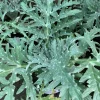 Green Globe Artichoke Live Plant – Cynara Scolymus – 1 ft Tall in 6 inch Pot - Image 1