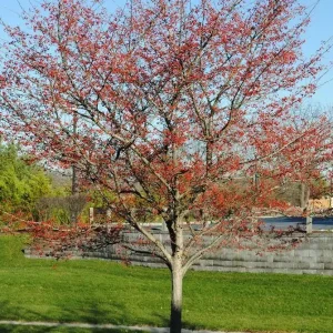 Green Hawthorn Live Tree – Crataegus viridis – Flowering Starter Plant 16-24 Inches – Outdoor - Image 2