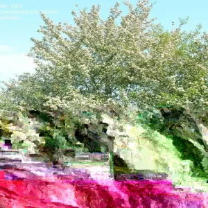 Green Hawthorn Tree Live Starter Plants - 16 to 24 Inches Tall, Set of 2 - Image 1