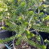 Green Honey Myrtle Live Plant – Melaleuca diosmifolia – 1 Gallon Pot – Outdoor Shrub - Image 1